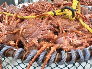 pacific-crab-bycatch-overview